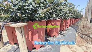 vaso de cultivo de mirtilo